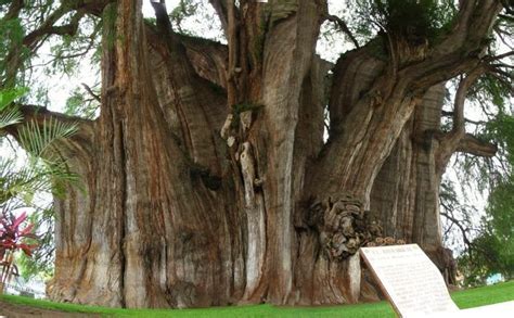 Ahuehuete Características Propiedades Crecimiento Cuidados Y Más