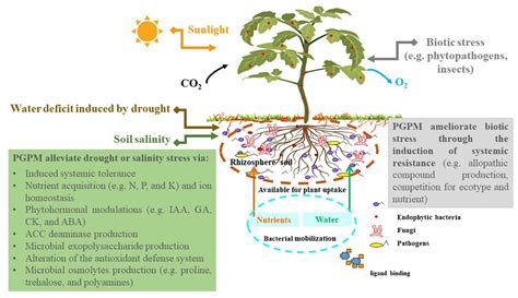 Frontiers Drought And Salinity Stress Responses And Microbe Induced