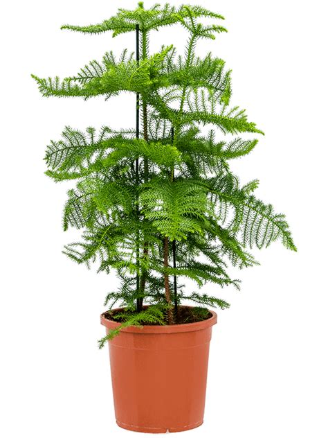 Norfolk Island Pine Araucaria Heterophylla W65 H 100 120 Cm Potsize