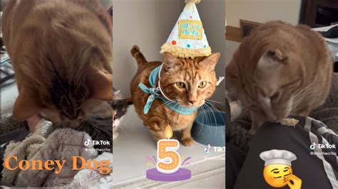 El Famoso Gato Catador De Comida Que Conquistó Tiktok Infobae