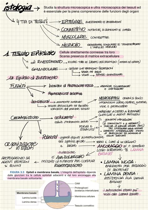 Tessuto Epiteliale Ghiandolare Schemi E Mappe Concettuali Di Anatomia