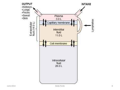 Ppt Body Fluids Powerpoint Presentation Free Download Id 4822314