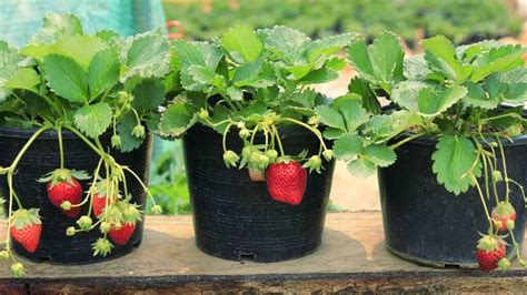 Easy Fruits That You Can Grow In Pots Fantastic Gardeners Australia