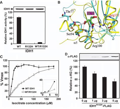 The R H Mutation Dominantly Inhibits Idh Activity And Reduces