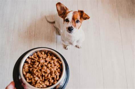 Come Scegliere Il Cibo Per Cani Non Sprecare