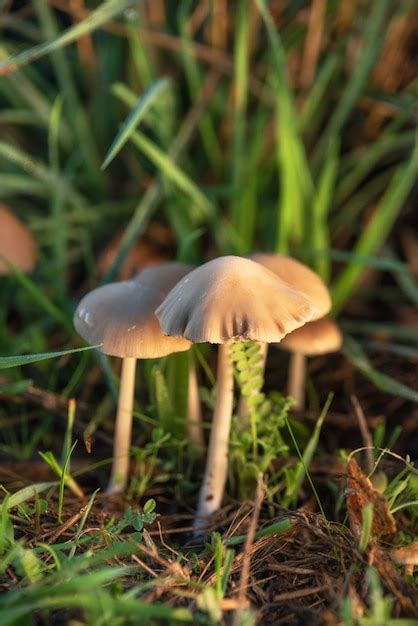 Premium Photo Hallucinogenic Liberty Cap Mushrooms Or Psilocybe