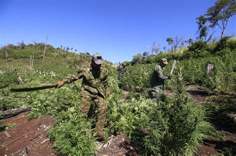 Diario Hoy Eliminan Más De 600 Toneladas De Marihuana En La Frontera Entre Paraguay Y Brasil