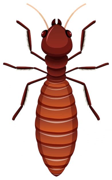 Termite Images Free Vectors Stock Photos PSD