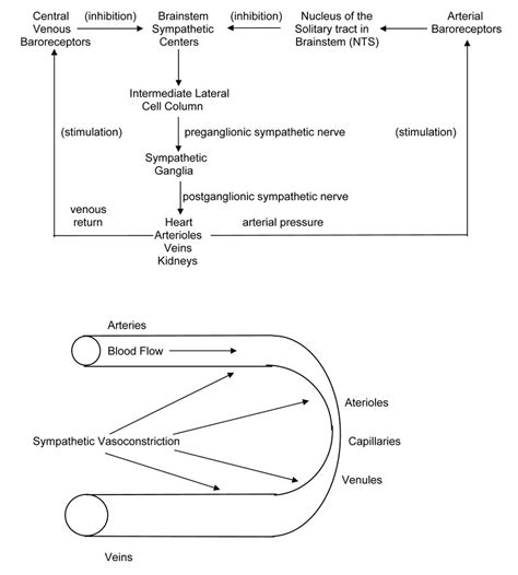 Sympathetic Nervous System Vasomotor Pathways Illustrate The