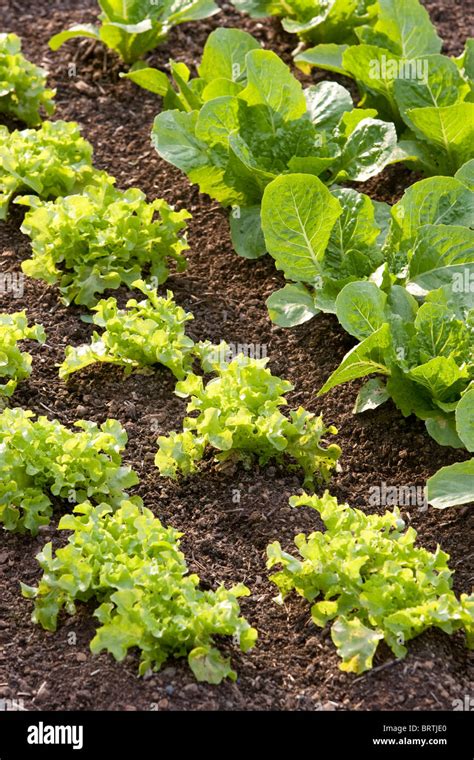 Ensalada De Lechuga La Agricultura Jard N Org Nico Biol Gico Creciente