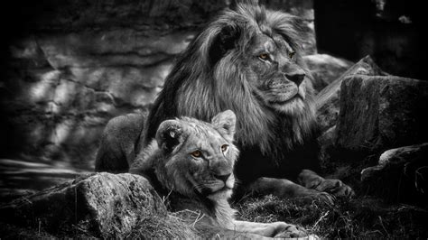 Majestic Love: A 4K Ultra HD Black & White Lion Wallpaper