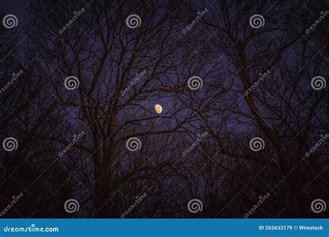 Bright Moon Behind Silhouetted Hardwood Forest Naked Branches With The