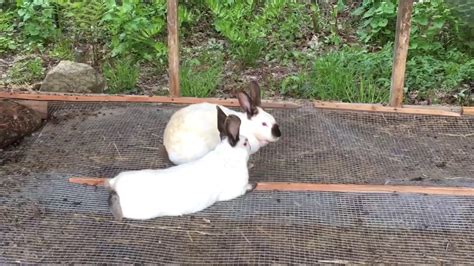 Rabbits Mating Youtube