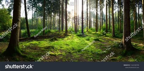 76,532 Clearing In The Woods Images, Stock Photos & Vectors | Shutterstock