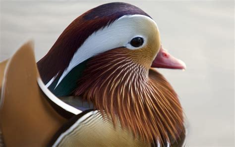 Mandarin Duck Bird Ducks 62 Wallpapers Hd Desktop And Mobile