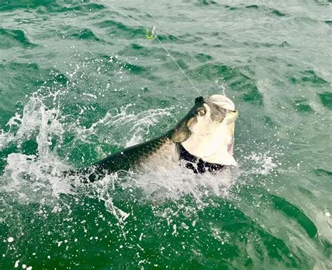 Southwest Florida Tarpon Fishing - Capt. Jay Withers