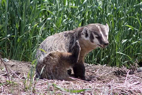 In Our Backyard: American Badger - Thompson-Nicola Conservation Collaborative