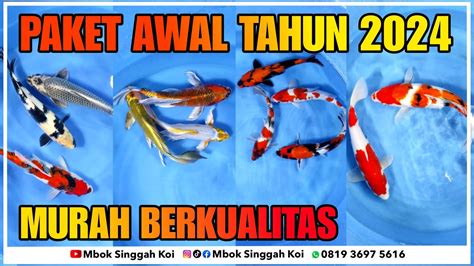 Paket Tahun Baru 2024 Harga Murah Dapat Ikan Koi Blitar Yang