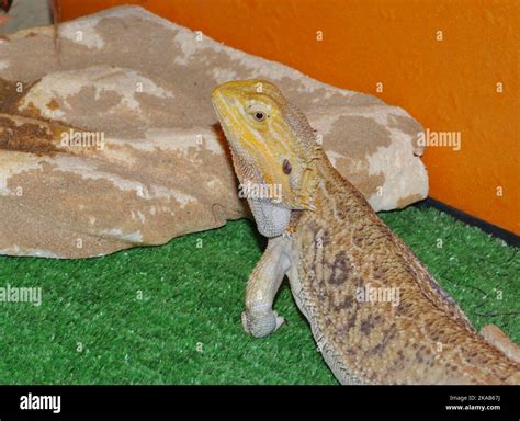 Bearded Agama Latin Pogona Vitticeps Or Bearded Lizard A Species