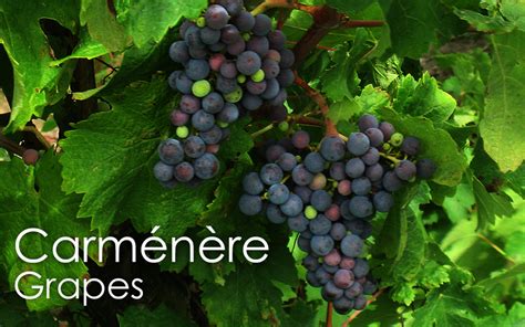 The Most Popular Red Wine Grape Varieties