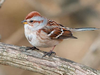 Sparrow Identification Guide | American Tree Sparrow, Identification ...