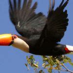Ciclo de Vida do Tucano: Quantos Anos Eles Vivem? | Mundo Ecologia