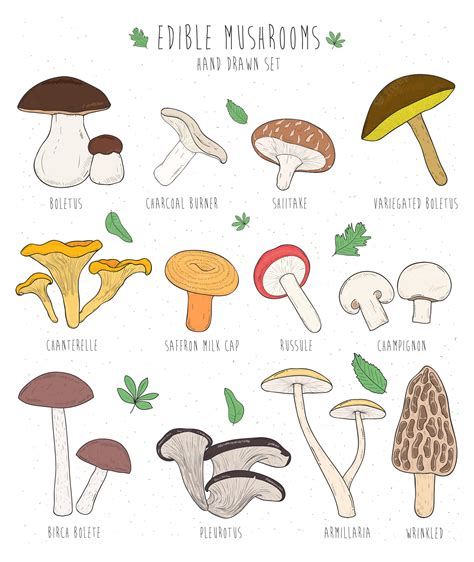 Premium Vector Set Of Edible Mushrooms With Titles Hand Drawn Vector Illustration Collection