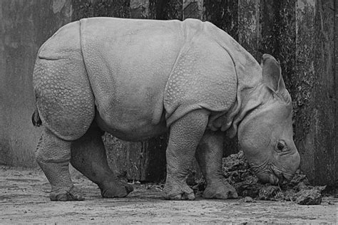 Baby Rhino Images - Pixabay - Download Free Pictures