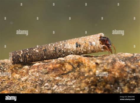 Case Building Caddisfly Larva Trichoptera Europe May Controlled