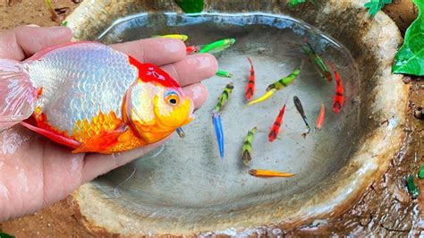 Tangkap Ikan Molly Balon Lucu Ikan Cupang Warna Warni Viral Ikan Mas