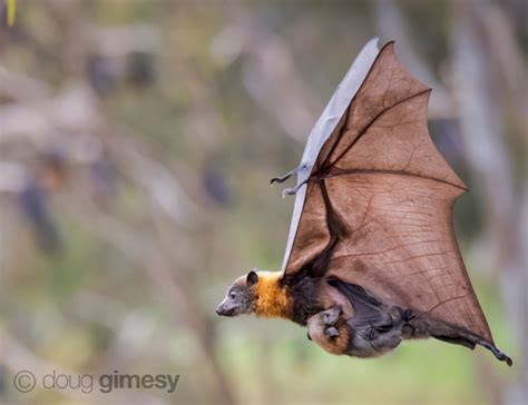 Flying Foxes Bat Conservation And Rescue Qld Inc