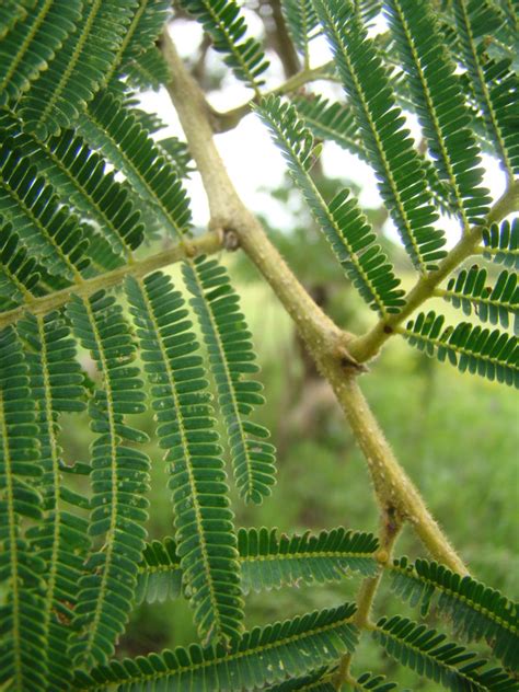 East African Plants A Photo Guide Acacia Sieberiana Subsp