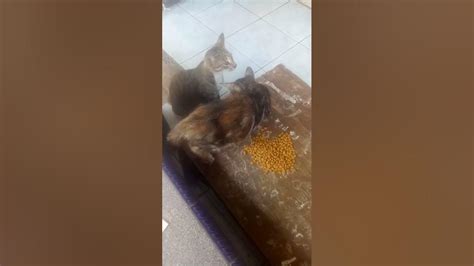 Ngasih Makan Anak Kucing Dulushotsviralvideokucingkampung Youtube