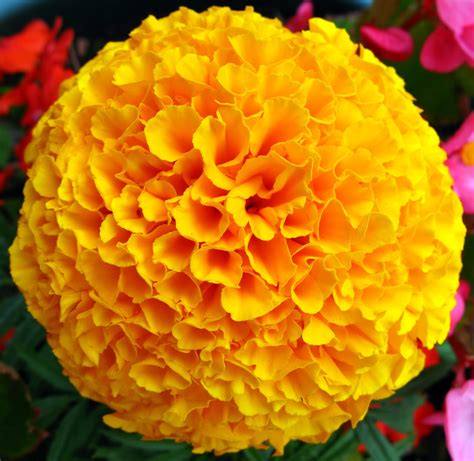 Marigold Flowers | Beautiful Flowers Wallpapers