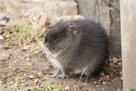 Brazilian Guinea Pig Sponsorship - Shepreth Wildlife Park