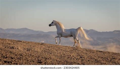 51,502 Arabian Horse Images, Stock Photos, 3D objects, & Vectors ...