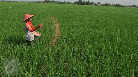 Alokasi Subsidi Pupuk Ditambah Rp Triliun Apa Manfaatnya Bisnis