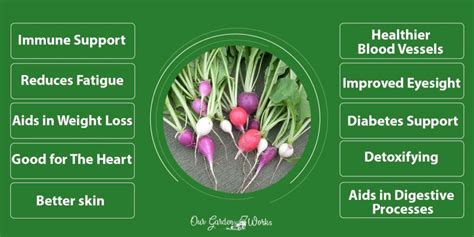 Are Radish Leaves Poisonous Or Safe To Eat?