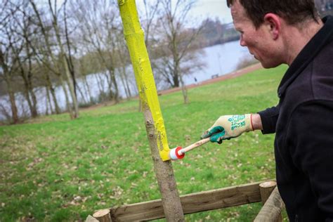 Düsseldorf pflanzt Zukunft 150 neue Bäume für den Südpark