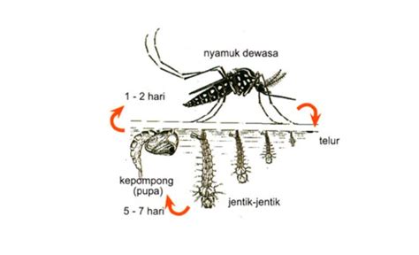 Gambar Siklus Hidup Nyamuk 53 Koleksi Gambar