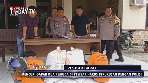 MENCURI GABAH DUA PEMUDA DI PESIBAR HARUS BERURUSAN DENGAN POLISI YouTube