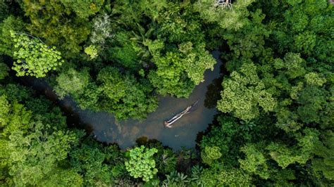 Pontal Do Paranapanema Receber Ha De Rvores Da Biof Lica Ambipar