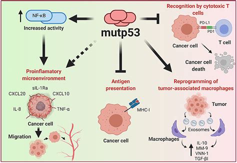 Frontiers Mutant P53 Gain Of Function Role In Cancer Development Progression And