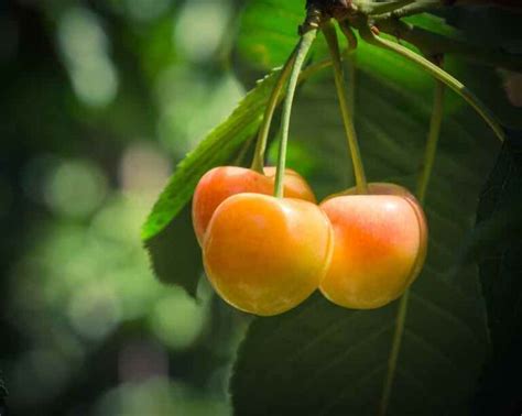 The Rainier Cherry Tree Minneopa Orchards