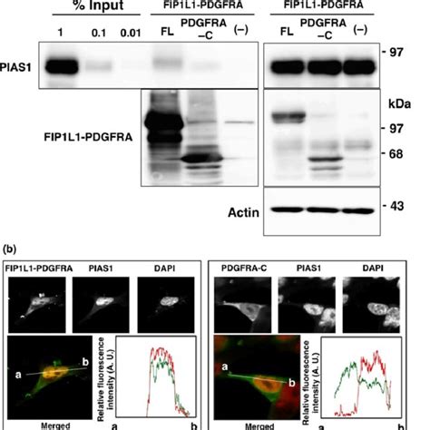 Leukemogenic Kinase Fip1l1 Pdgfra Associates With Small Ubiquitin Like