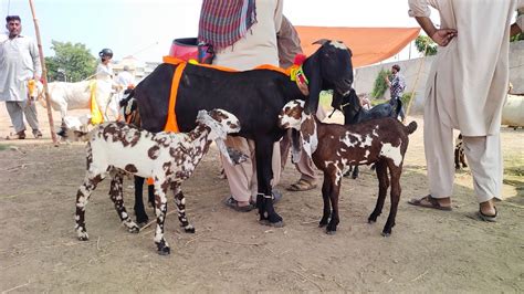 Beetal Goats Gaban Bakriyan Lahore Bakra Mandi Shahpur Kanjra Desi