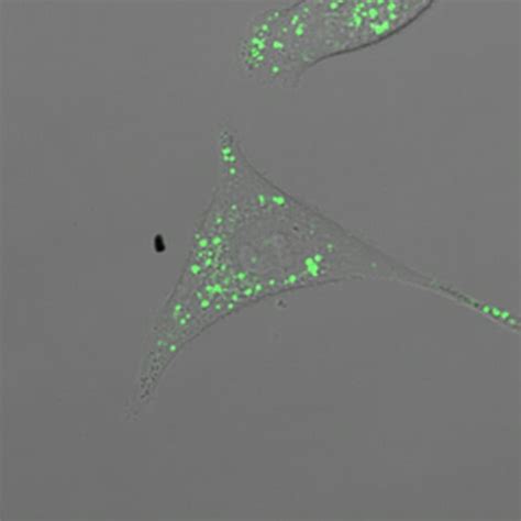 Biotracker Tas Proteasome Activity Live Cell Probe Sct