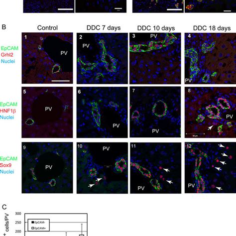 Isolation Of Sox9 EpCAM Cells From DDC Injured Liver Of Sox9 EGFP Mice