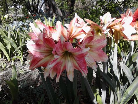 Amaryllis Ruby Star