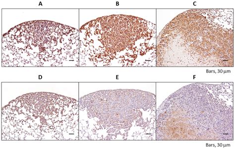 Ijms Free Full Text The Peroxisome Proliferator Activated Receptor